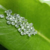 3.5mm To 5.1mm Round Brilliant Diamond