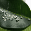 Lab Diamonds for Ear-Stud